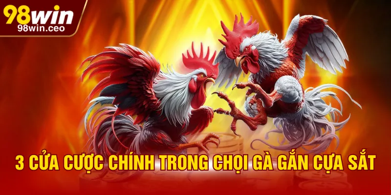 3 cửa cược chính trong chọi gà gắn cựa sắt