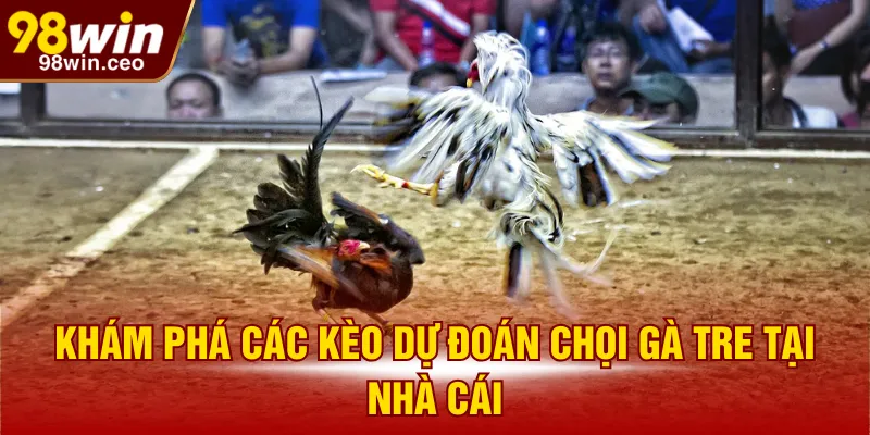 Khám phá các kèo dự đoán chọi gà tre tại nhà cái