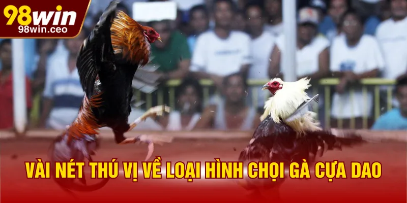 Vài nét thú vị về loại hình chọi gà cựa dao